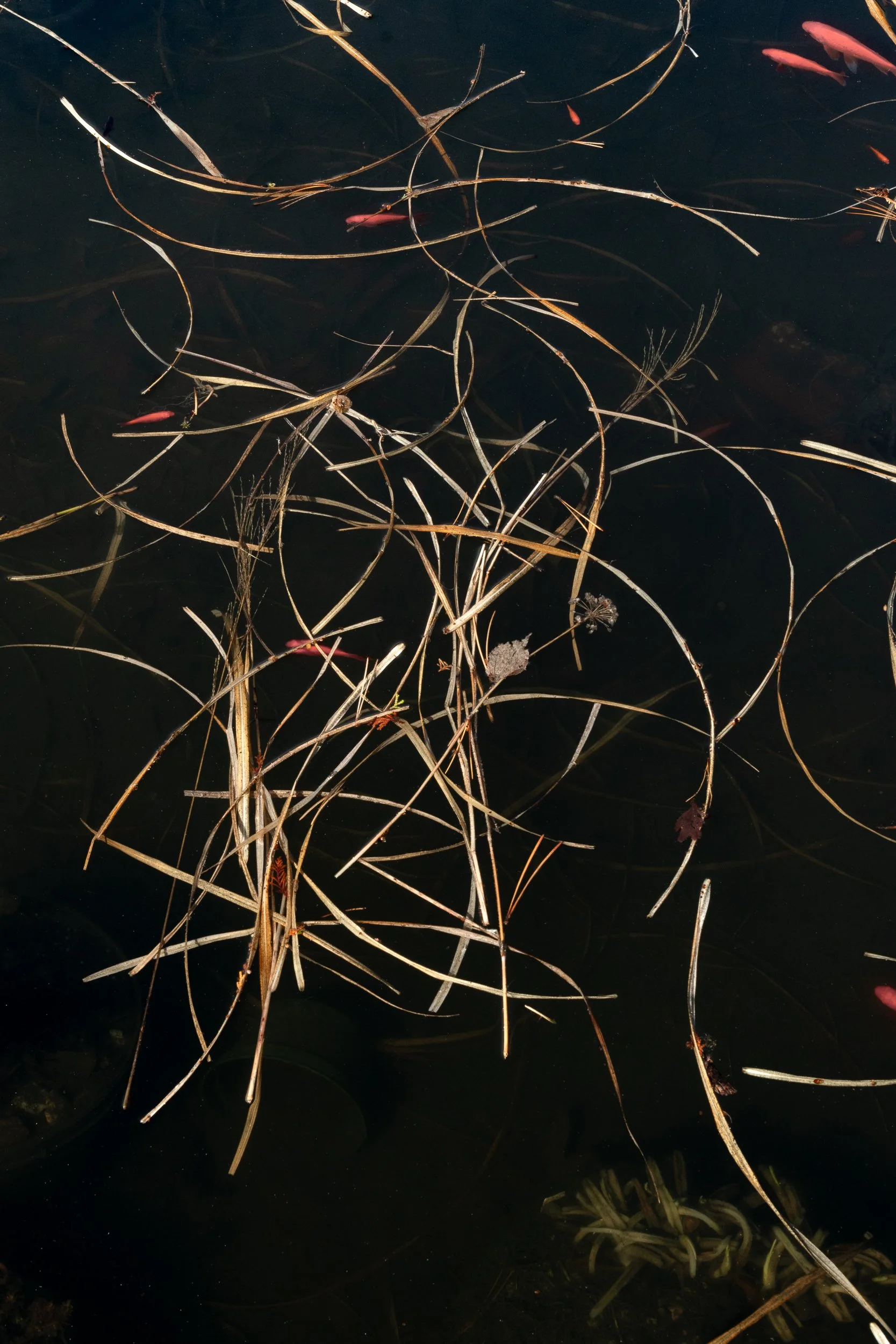 Fish Pond Patterns, Wave Hill, March 21, 2026