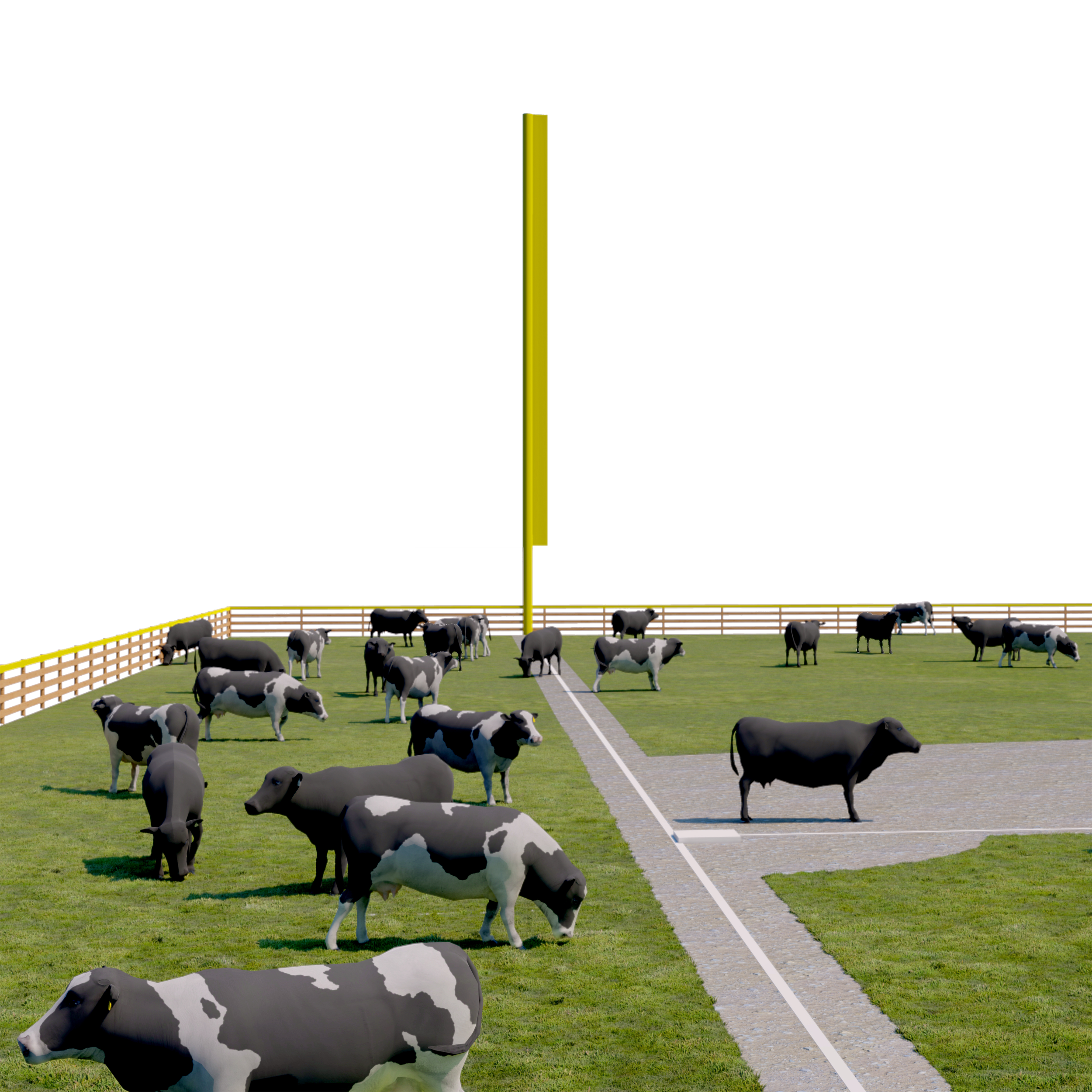  The baseball playing field as a site of ecological mutualism between humans and cows. The space of the pasture/baseball field conditions both cow and human bodies while also offering nutrition for cows and grounds maintenance for the humans. 