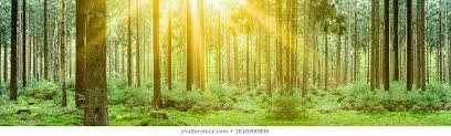 lighted forest.jpg