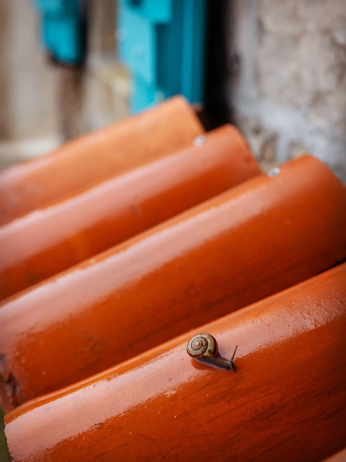 🌱

After weeks of sunshine, Pachamama was blessed with rain 🌧️
Pouring showers, snails making slow adventures across the paths 🐌, and rainbows so bright they felt like a painting in the sky 🌈.
Nature&rsquo;s way of painting joy into the day.

#pa