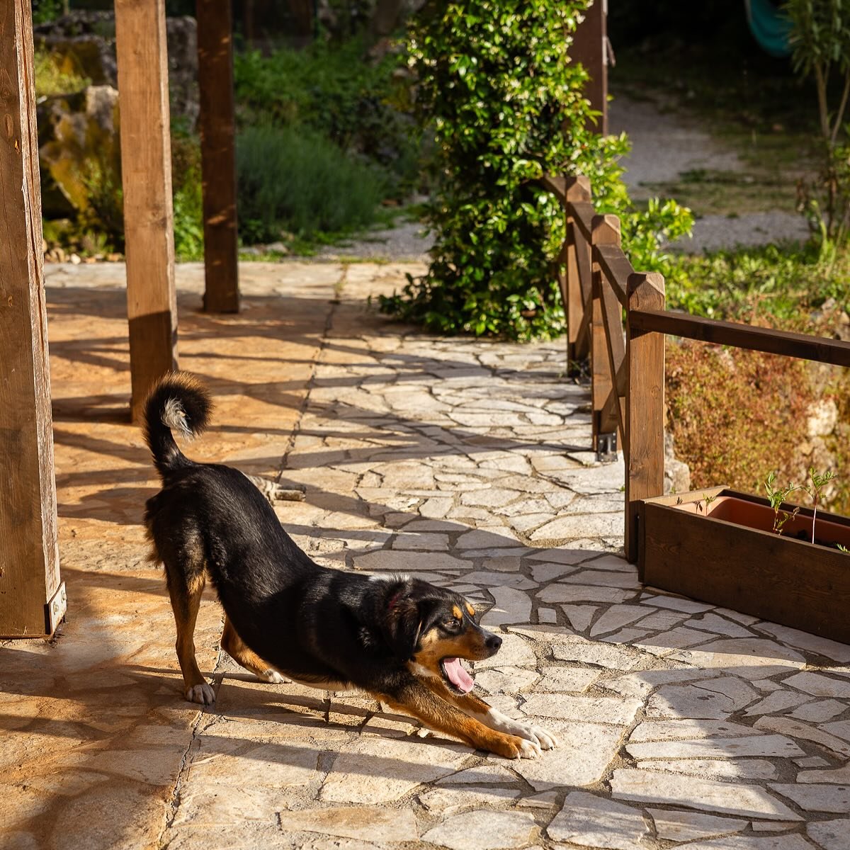 Downward dog contest! Who wins?
