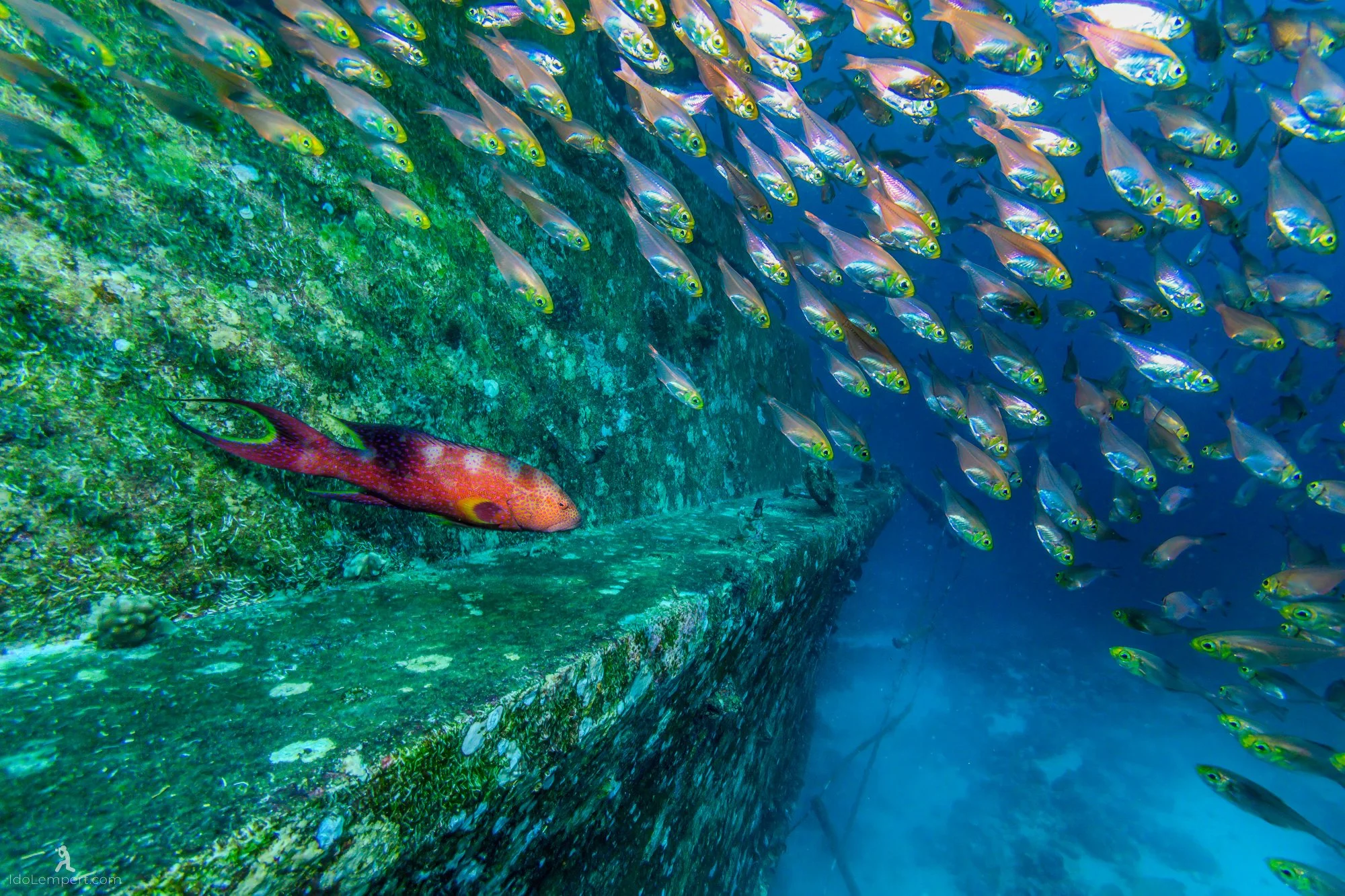 Red Sea Eilat