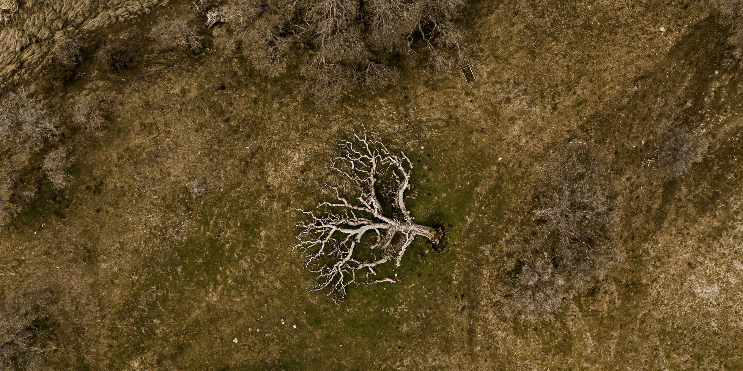 Fallen Oak Tree2.jpg