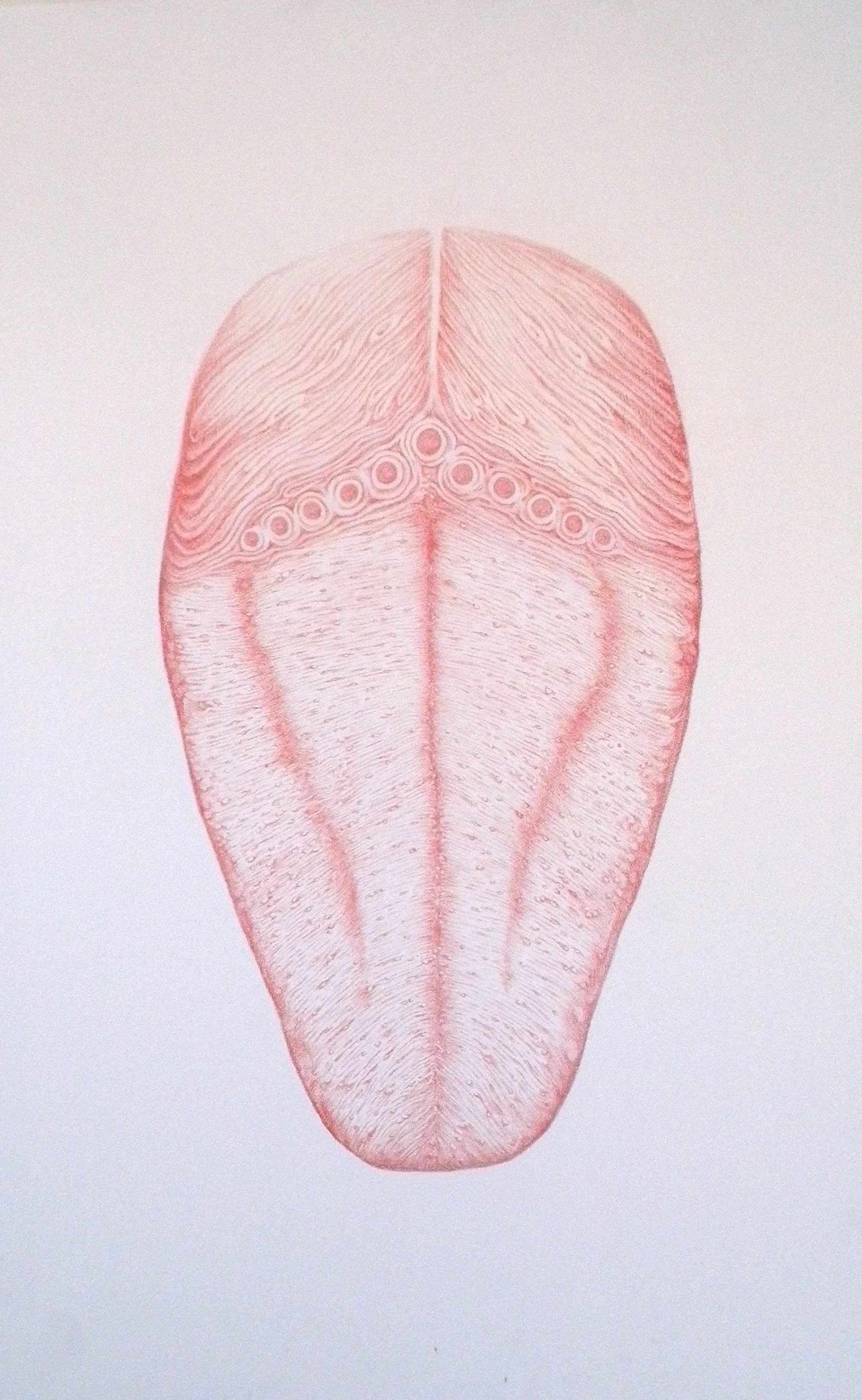  Tongue 1 