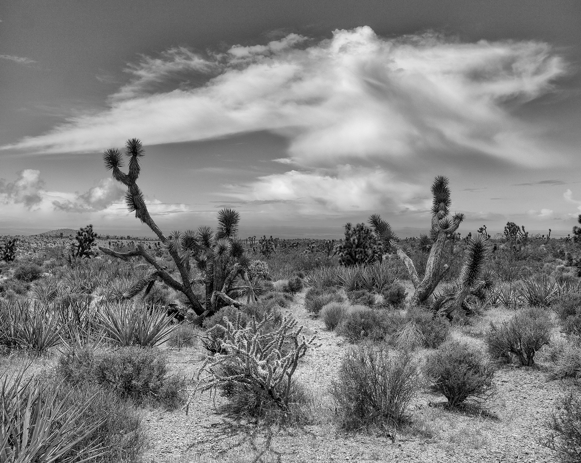 American Southwest black and white landscape of Joshua Tree National Park in California Photography Pierre Toutain-Dorbec.jpg
