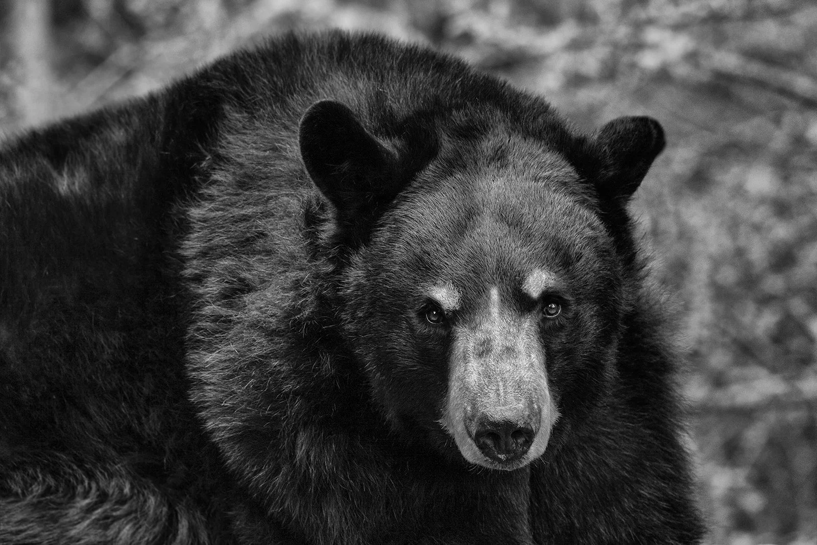 USA-Oregon-Brown-bear-Photo-Pierre-Toutain-Dorbec.jpg