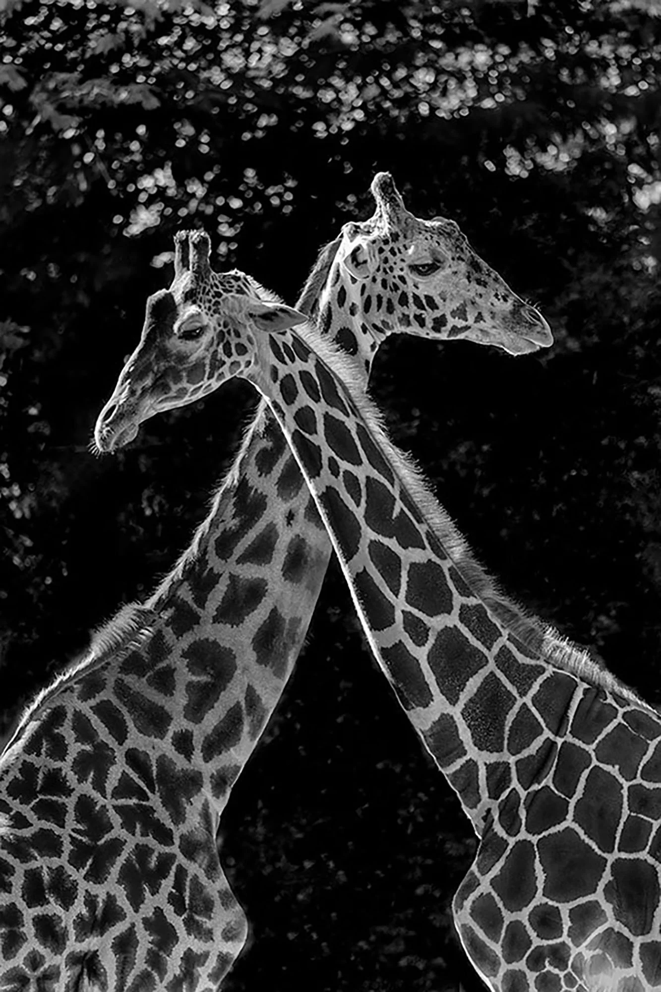 Giraffes — Africa