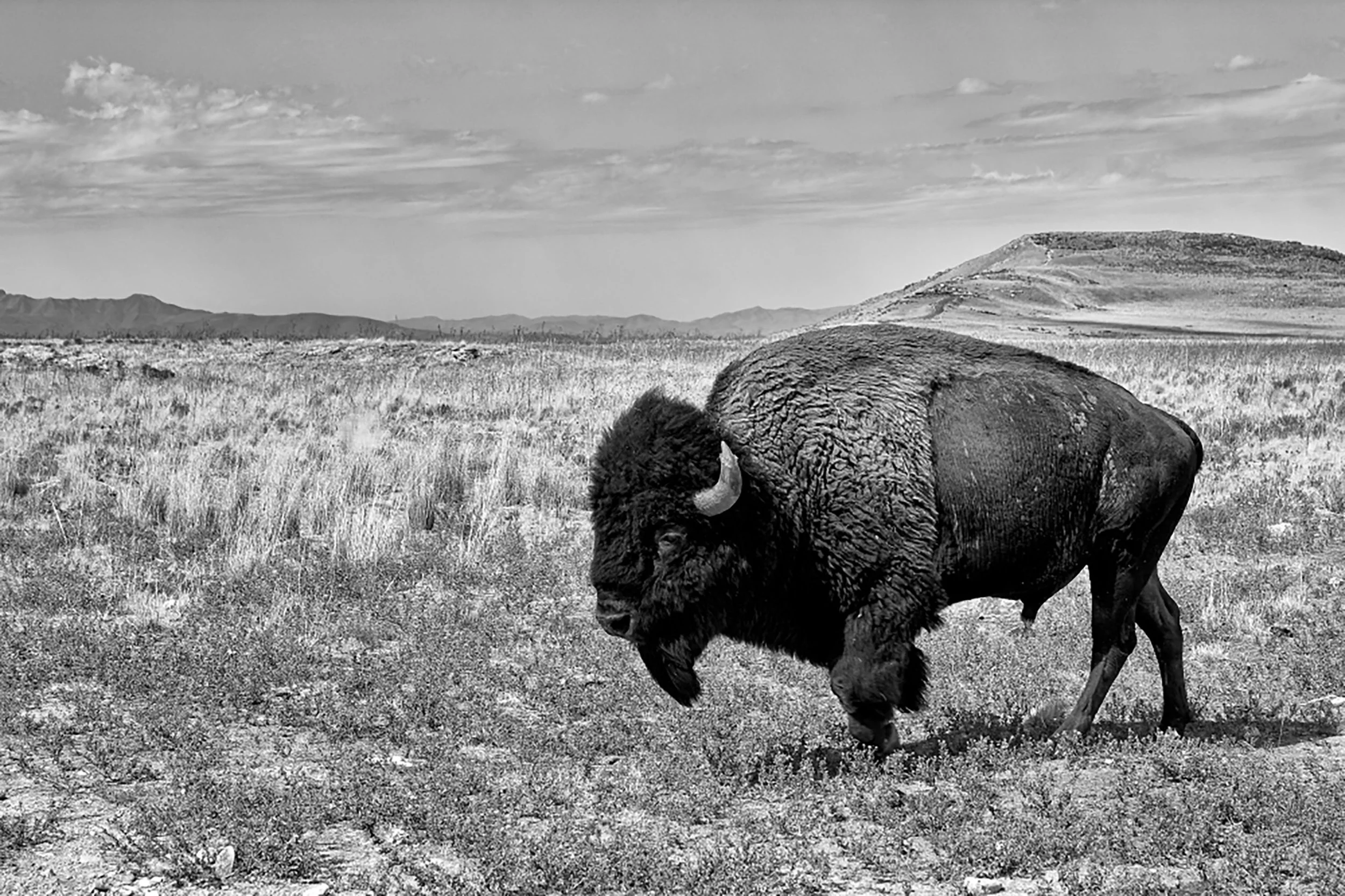 Bison, Antelope Island, Utah, USA, 2012