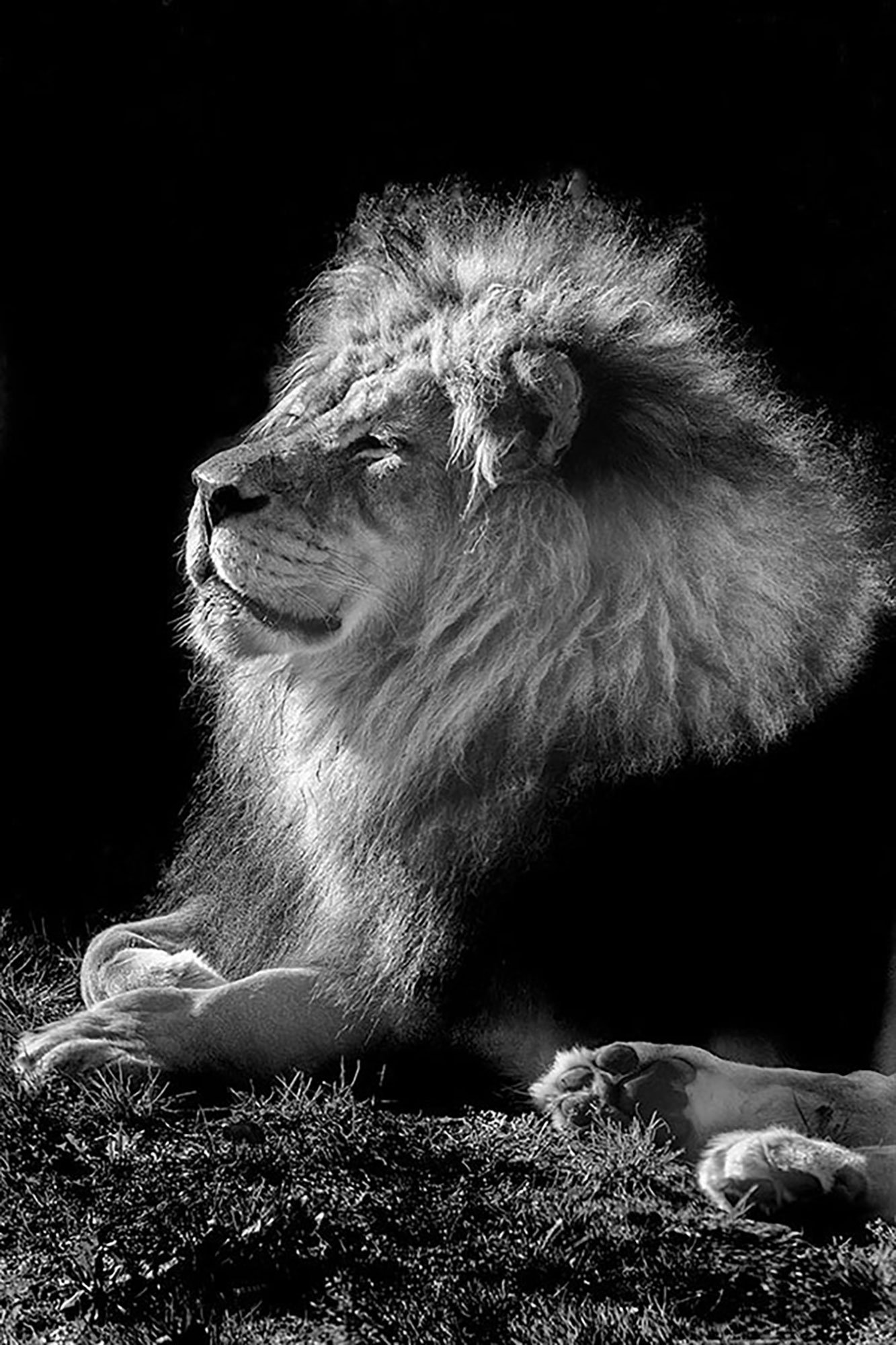 Animal-Africa-Lion-1990s-Photo-Pierre-Toutain-Dorbec.jpg