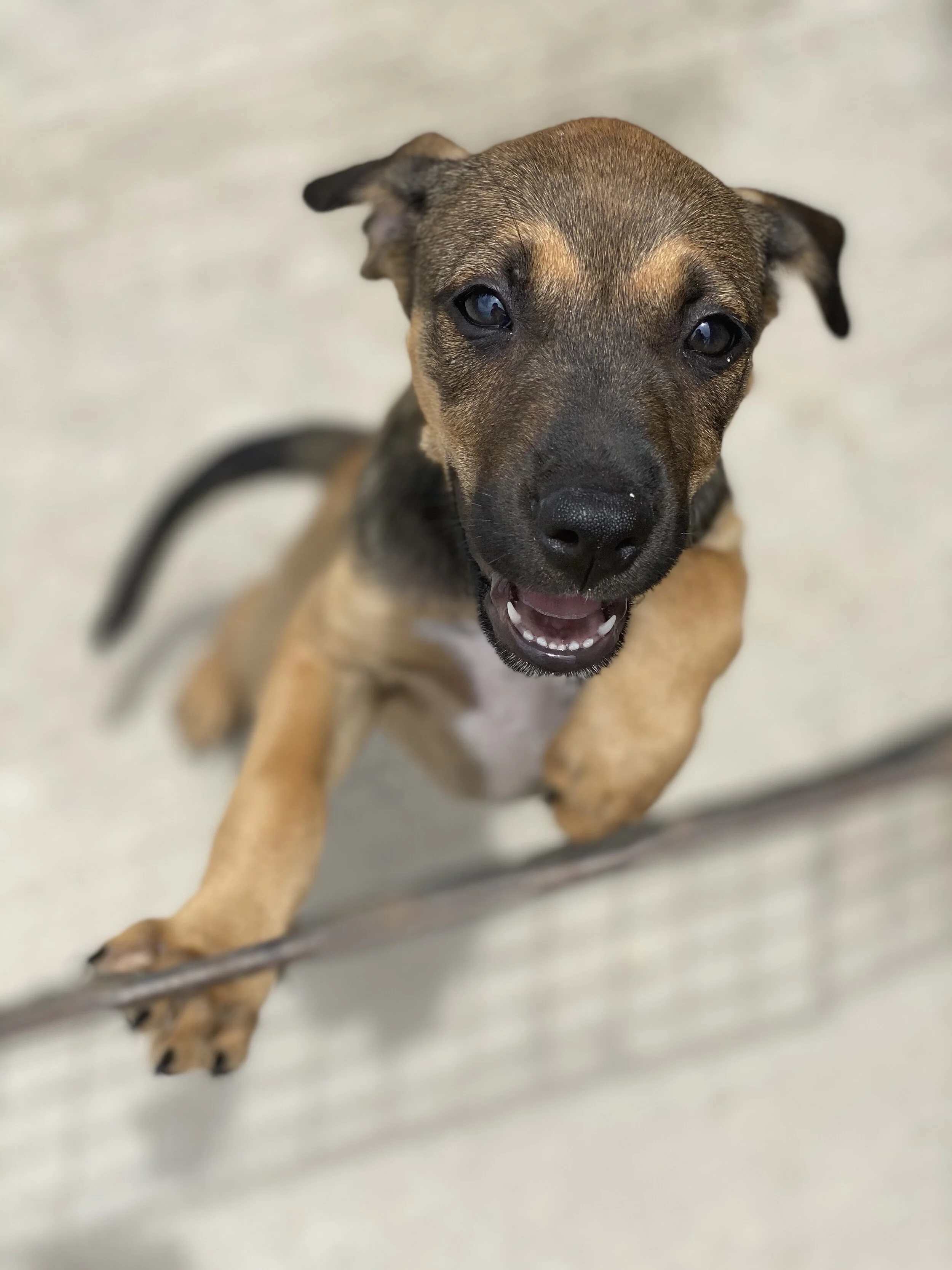 SXM Paws in Sint Maarten