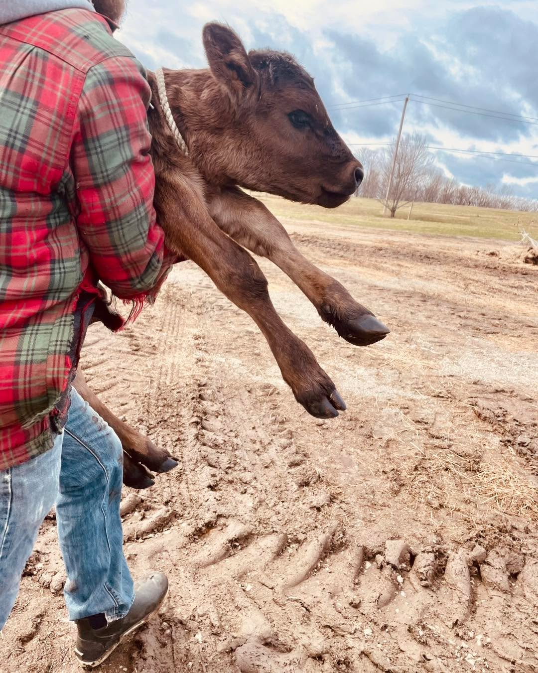It&rsquo;s calving season on the farm. This little lady is one of 5 born so far&hellip; many more to go!

Come sneak a peak this weekend! 

#ssfarmbrewerycows
#sanfordfarmcows
#brownchickenbrowncow