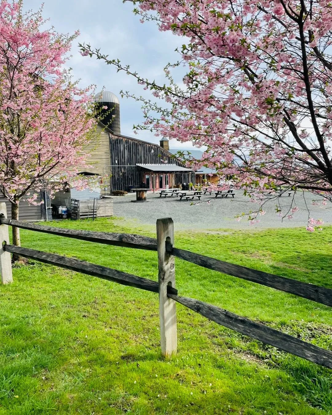 View through the cherry blossoms. 🌸🌸🌸

 #cherryblossom🌸
#ssspring
#springhassprung
#springatssfarmbrewery