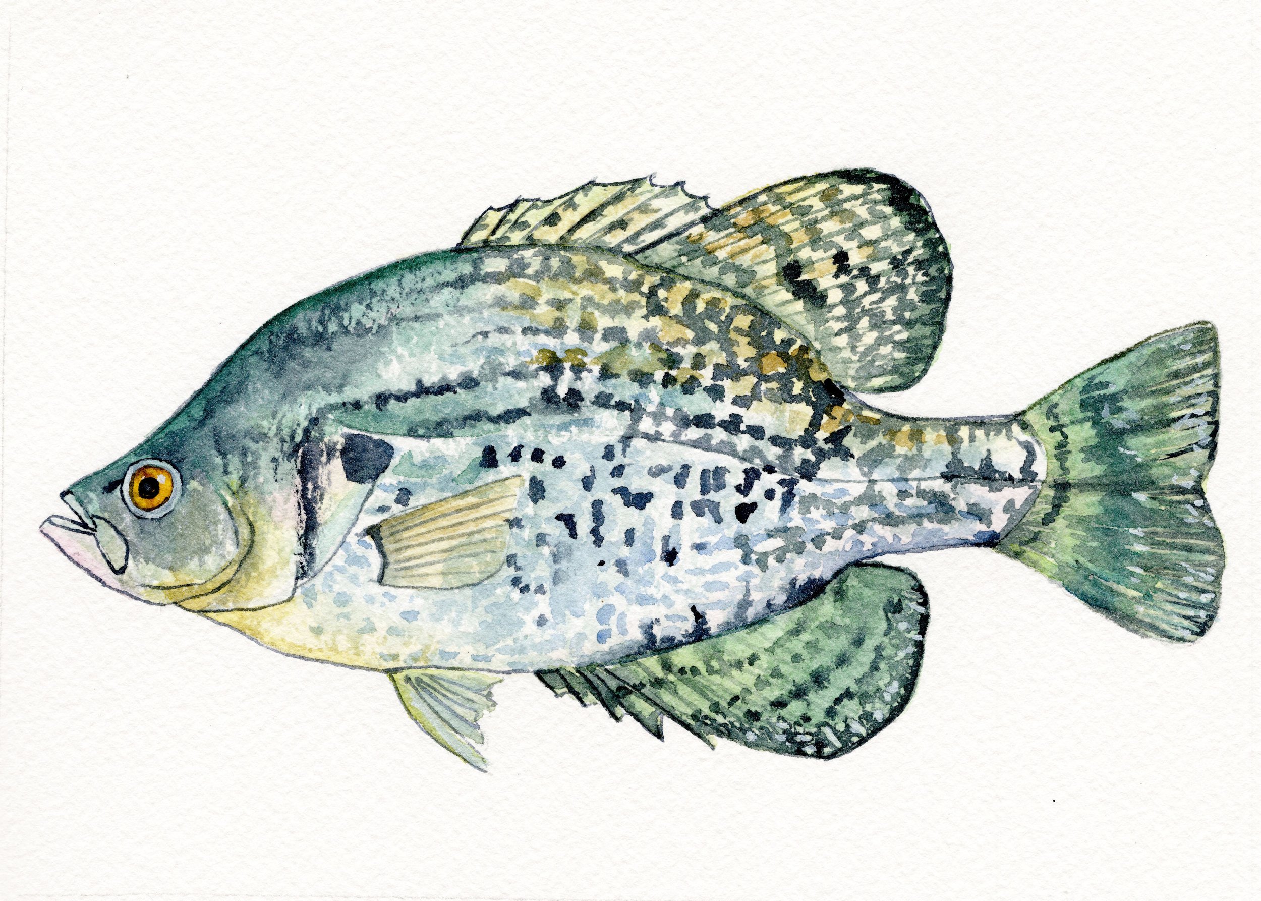 crappie copy.jpg