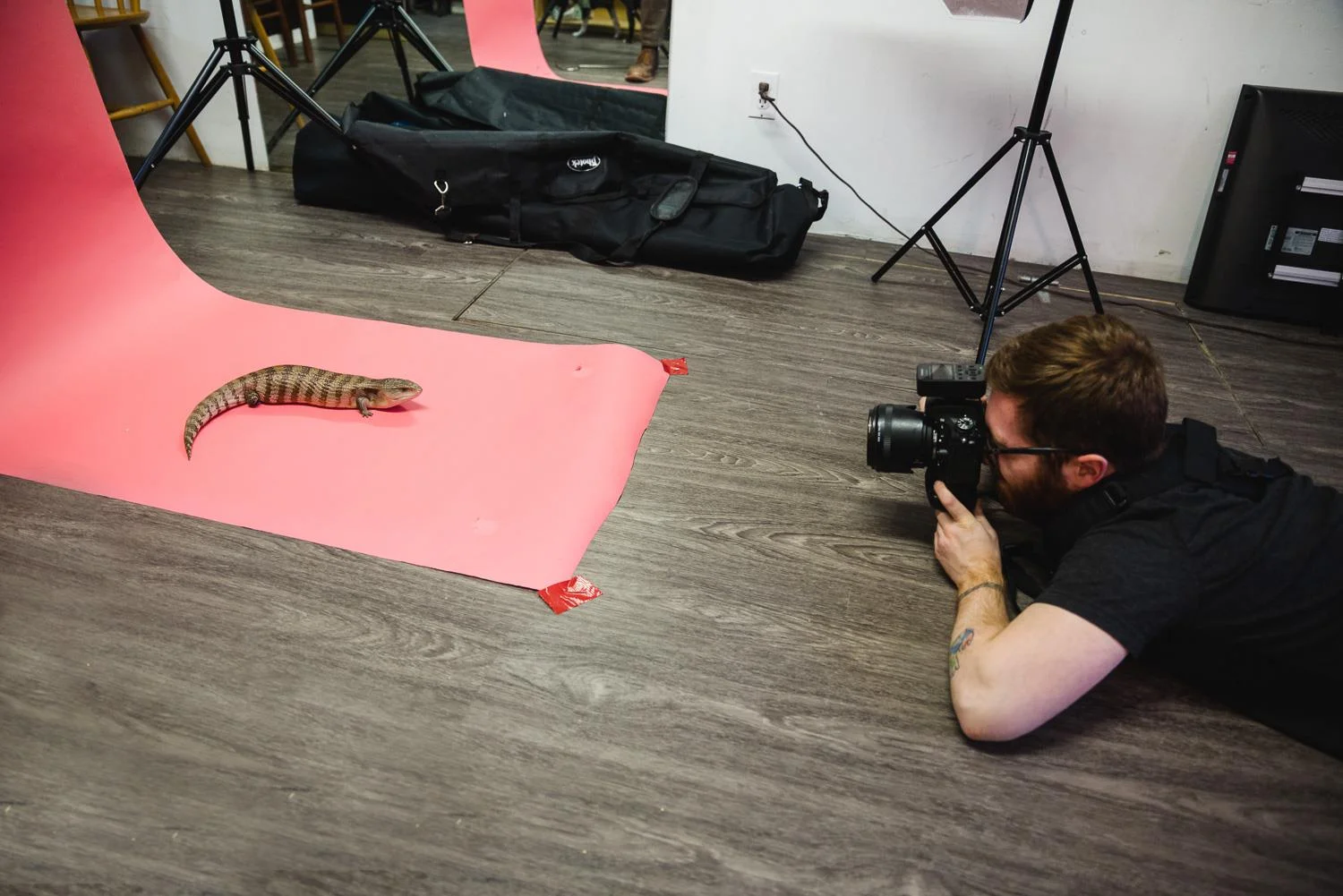 Pet Photography (I know, it’s weird): www.nycpetphotos.com