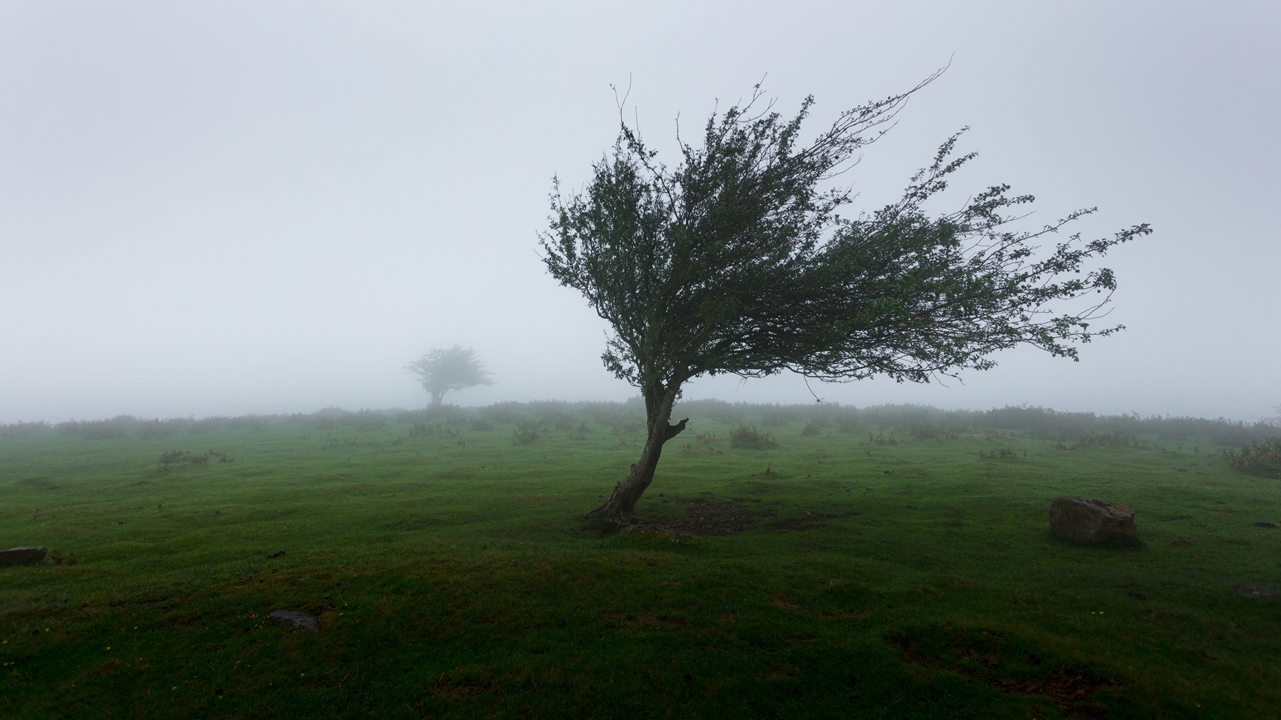 FEST UND STARK IST NUR DER BAUM, DER UNABLÄSSIG WINDSTÖSSEN AUSGESETZT WAR, DENN IM KAMPF FESTIGEN UND STÄRKEN SICH SEINE WURZELN (LUCIUS ANNAEUS SENECA) (Kopie)