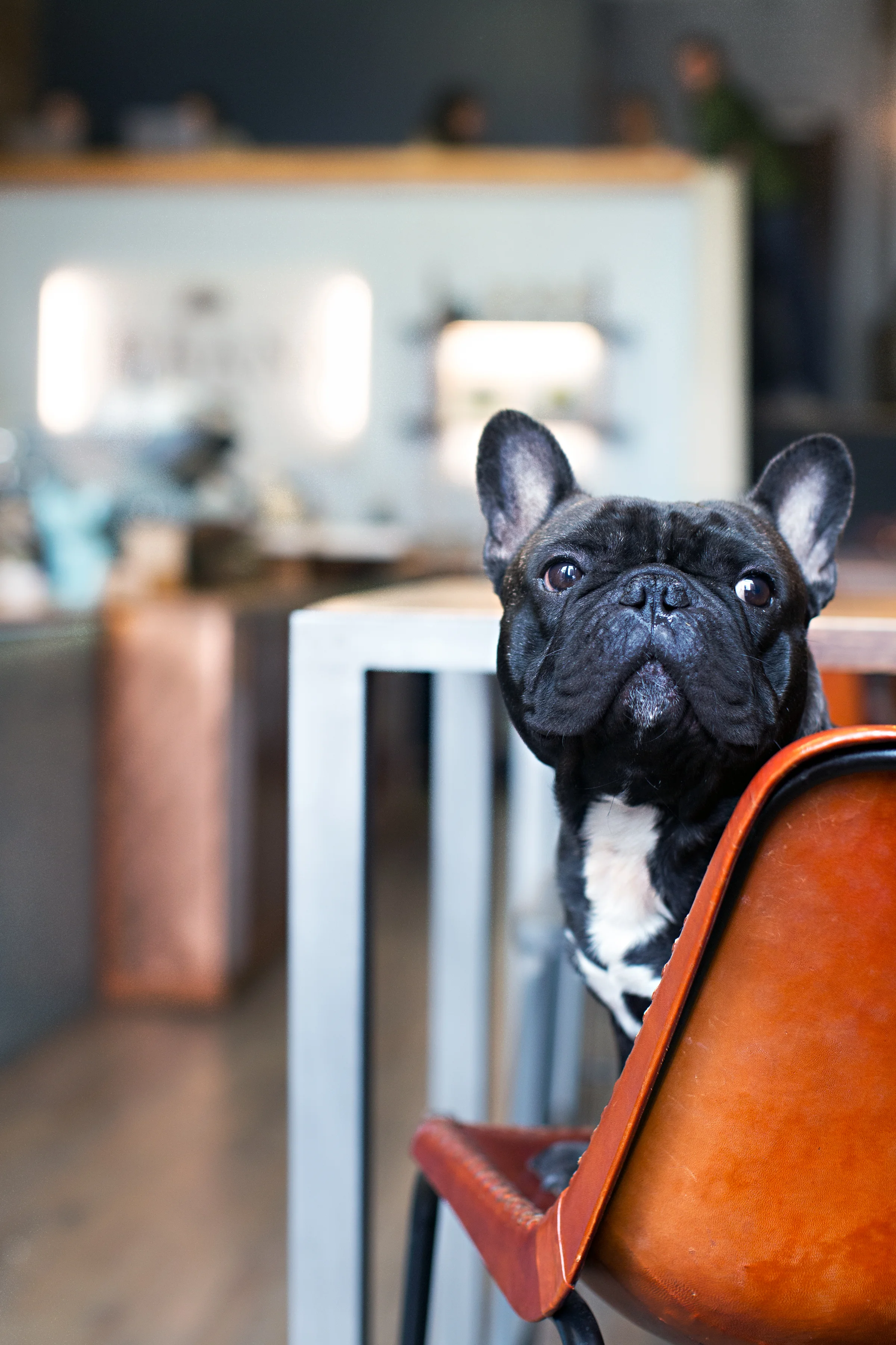 HenrytheFrenchBulldog_10.jpg
