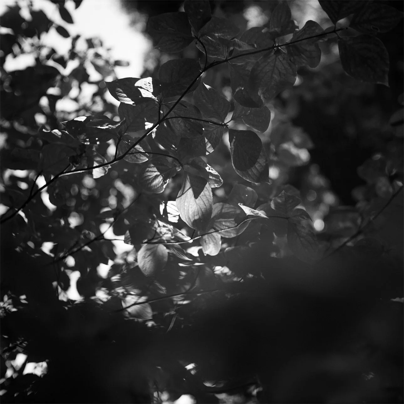 Hidden-Light-by-David-Lopez.jpg