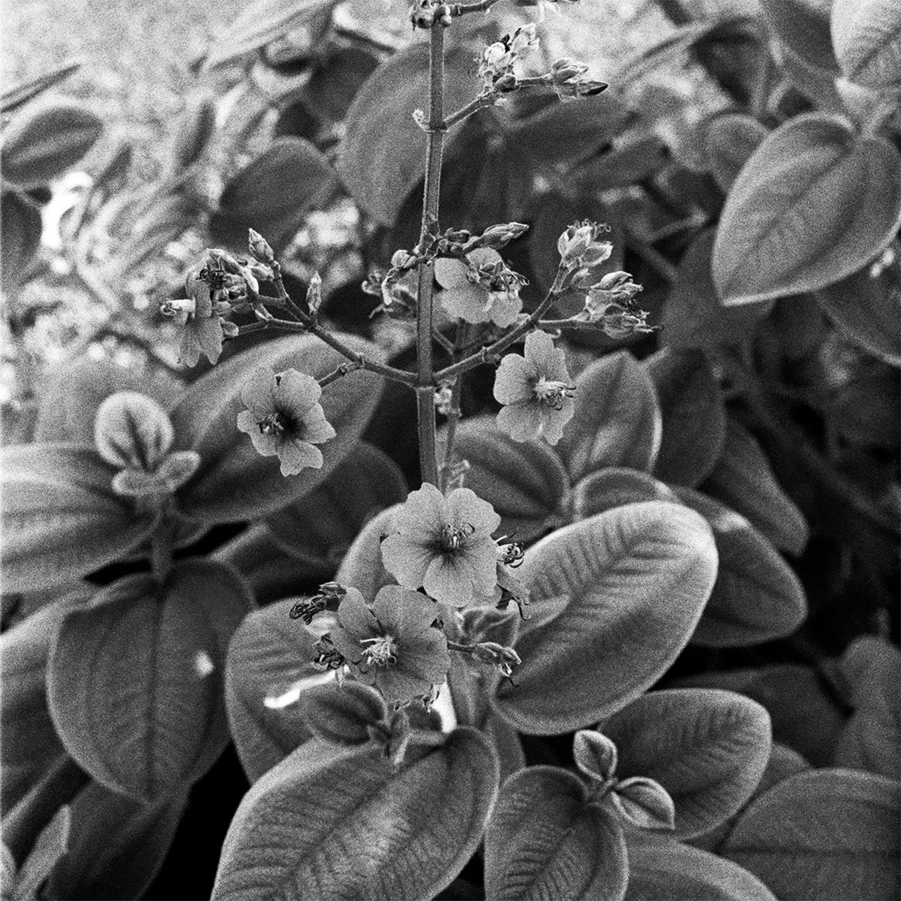 Secret-Garden-by-David-Lopez.jpg