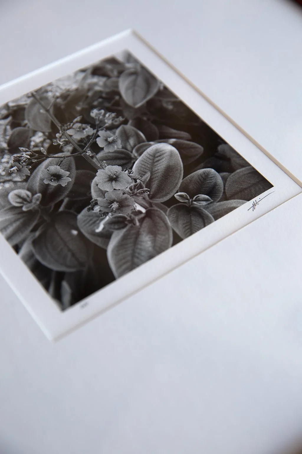 Along-Prints-Secret-Garden-by-David-Lopez-07.jpg