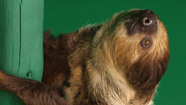 HRB_Sloth_Gif_640.gif