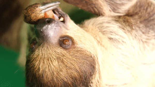 HRB_Sloth_Gif_820.gif
