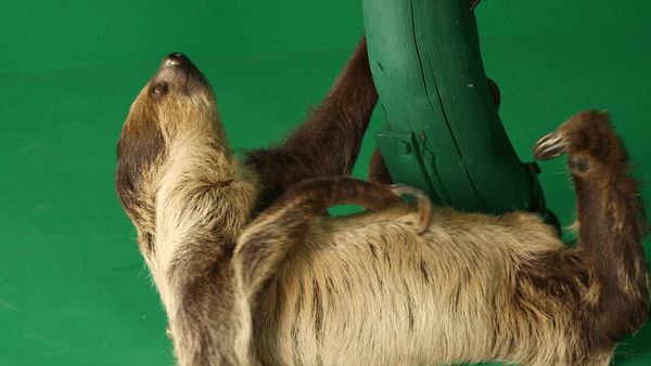 HRB_Sloth_Gif_1101.gif