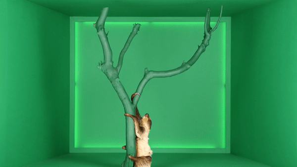 HRB_SlothLivestream_HomerGIF.gif