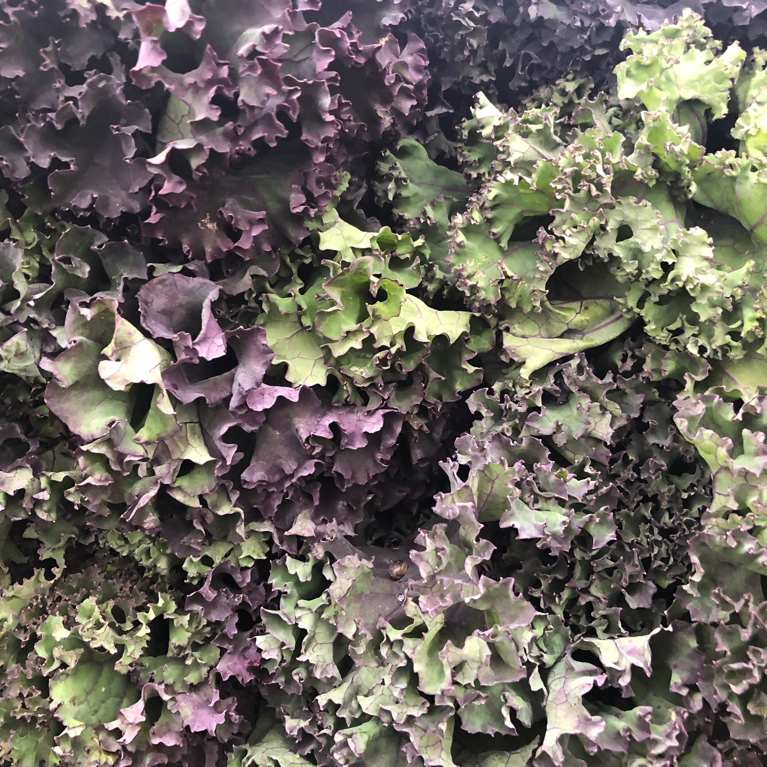 Curly leafed kale