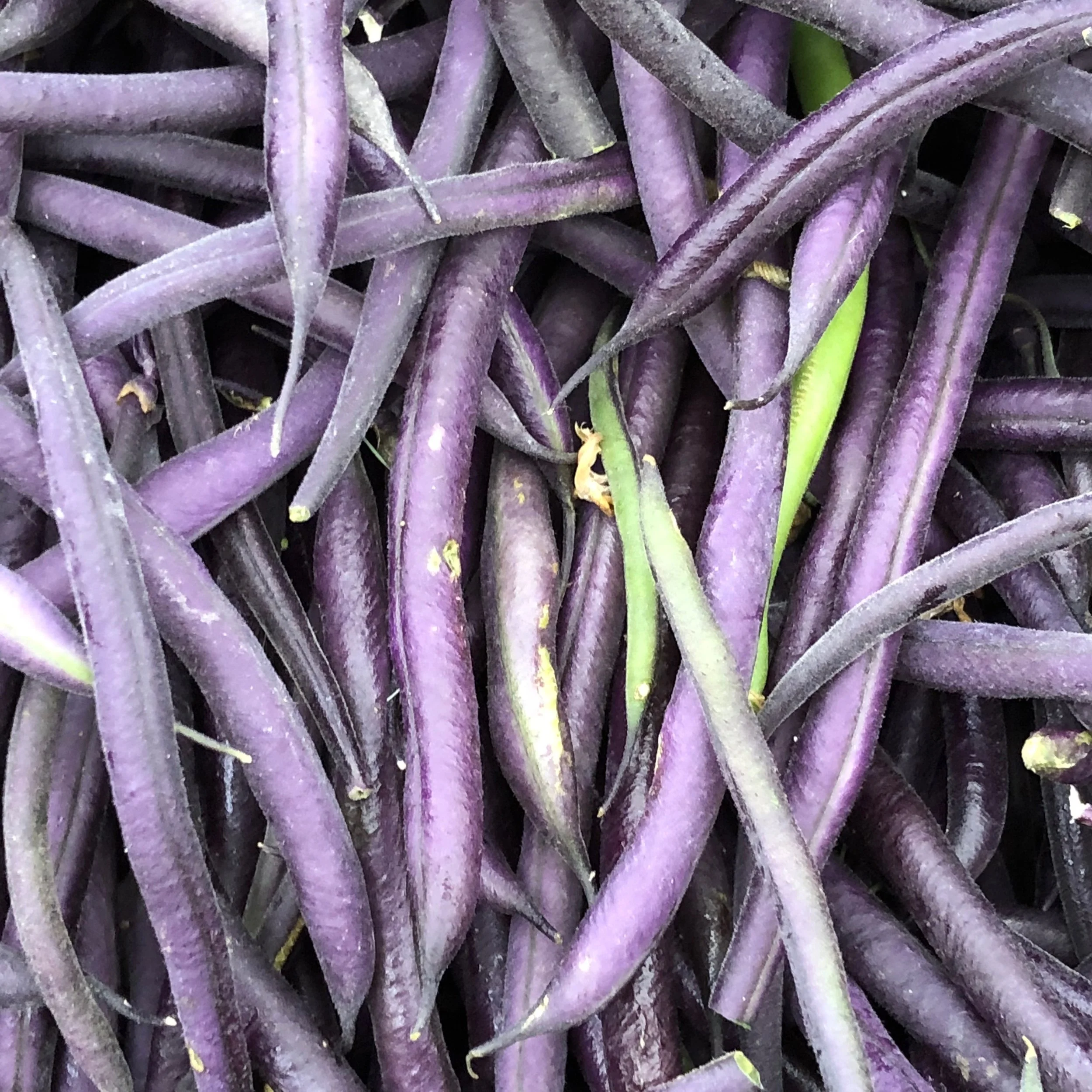 The Color Purple: Meet the Anthocyanins