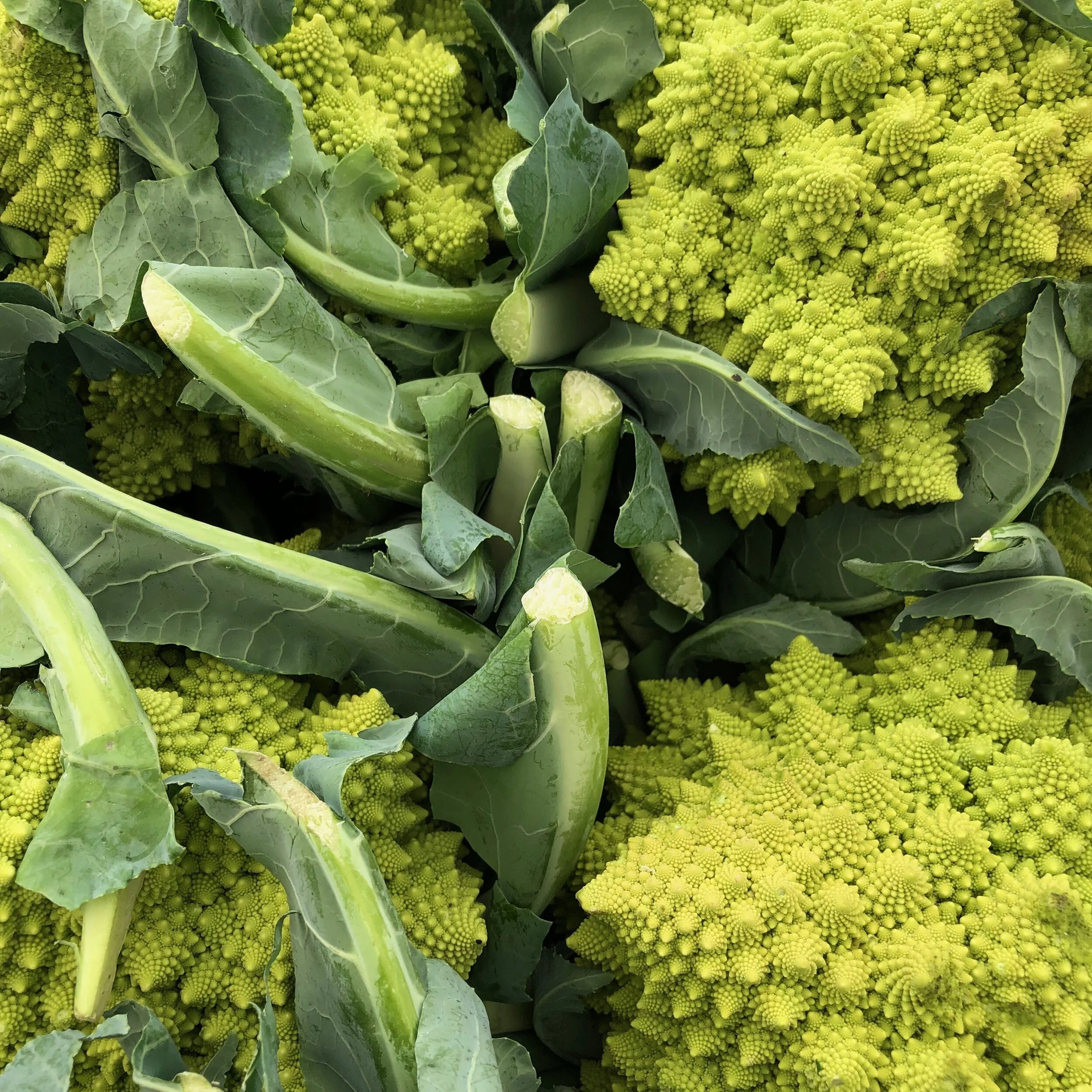 The Fractal Geometry of the Romanesco Cauliflower