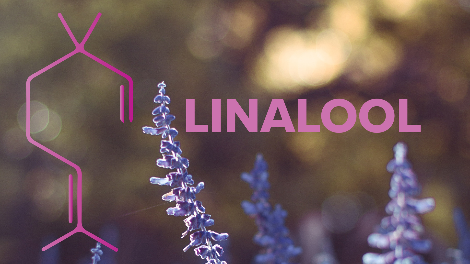 linalool.jpg