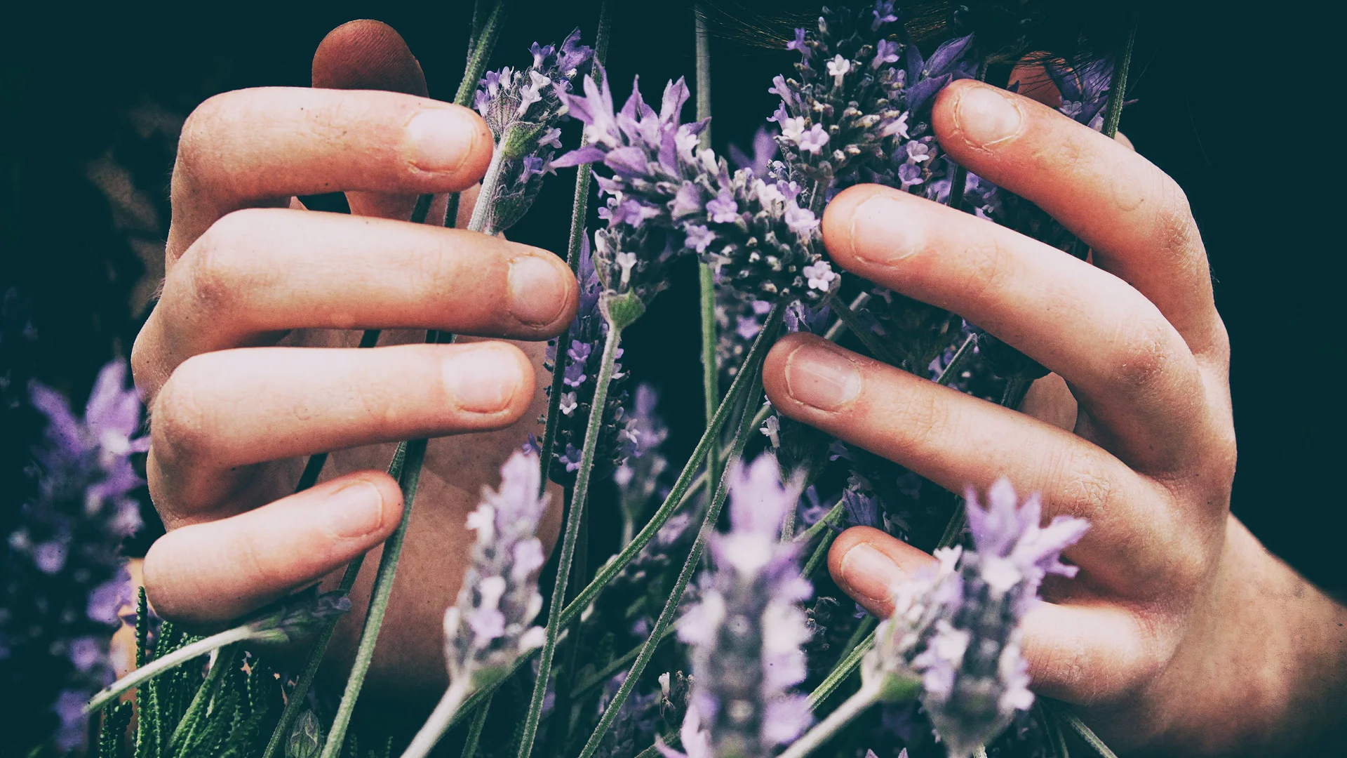 lavendar_hands.jpg