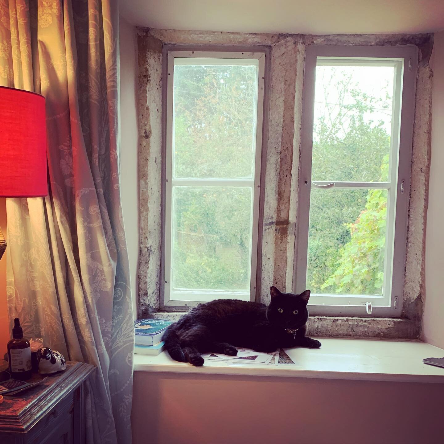 Meet our furry prince of the house, Panna, who is a bit saddened by the fact that it was pouring outside so he could not sneak out and be up to his usual hunts #petlovers #theoldtailorswoodmancote #catlover #cottagelife #cottagestyle #cotswolds #beau