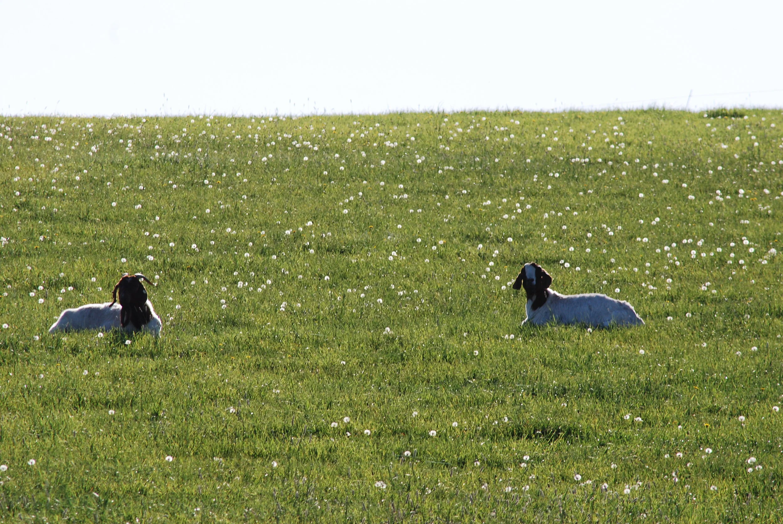 Lisha Newhall - TwoGoats.JPG