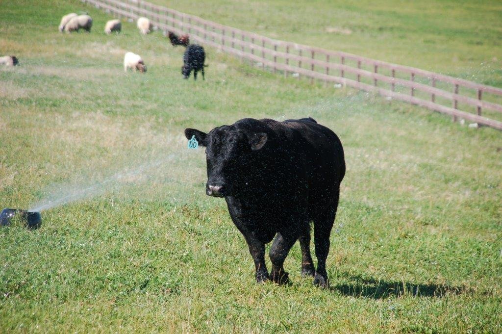 Grass Fed Cattle on Pasture