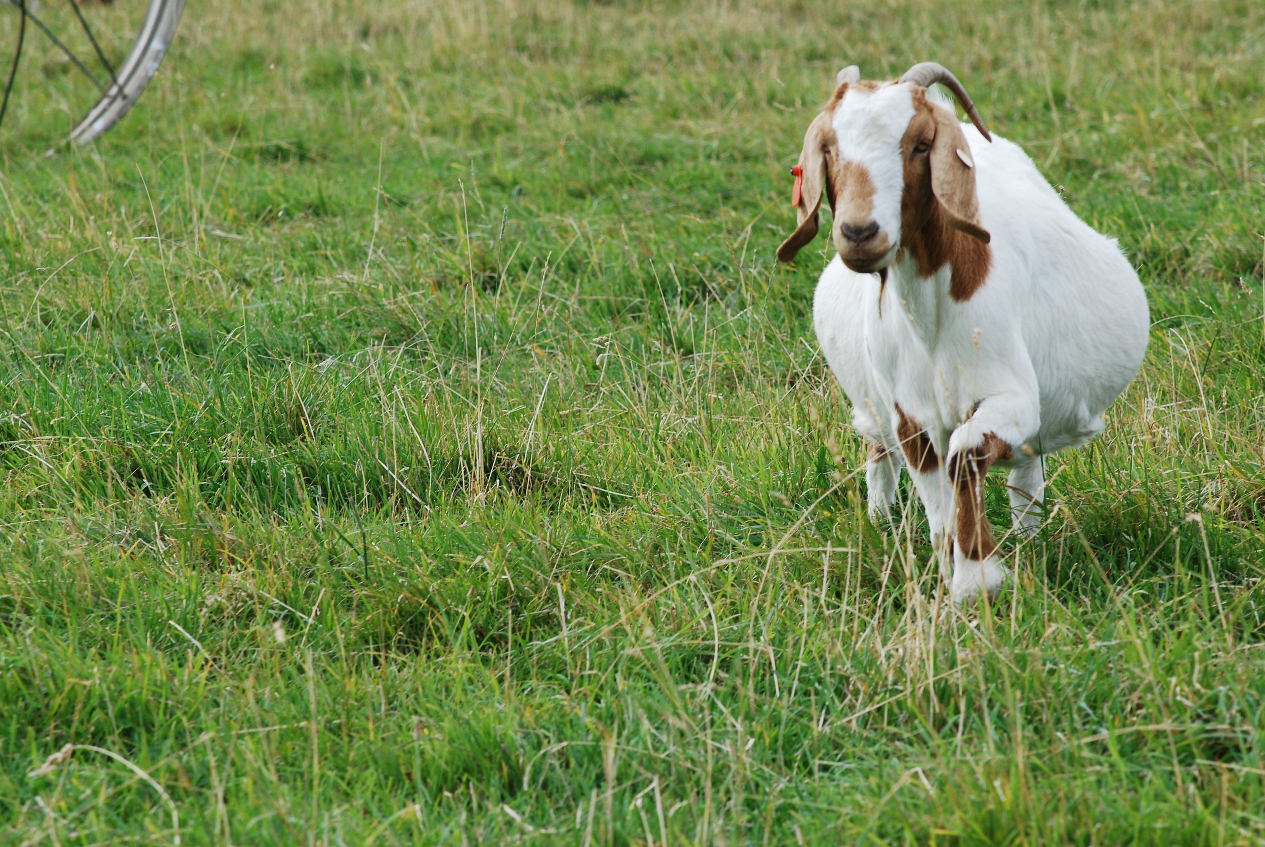 Boer Goat on Pasture