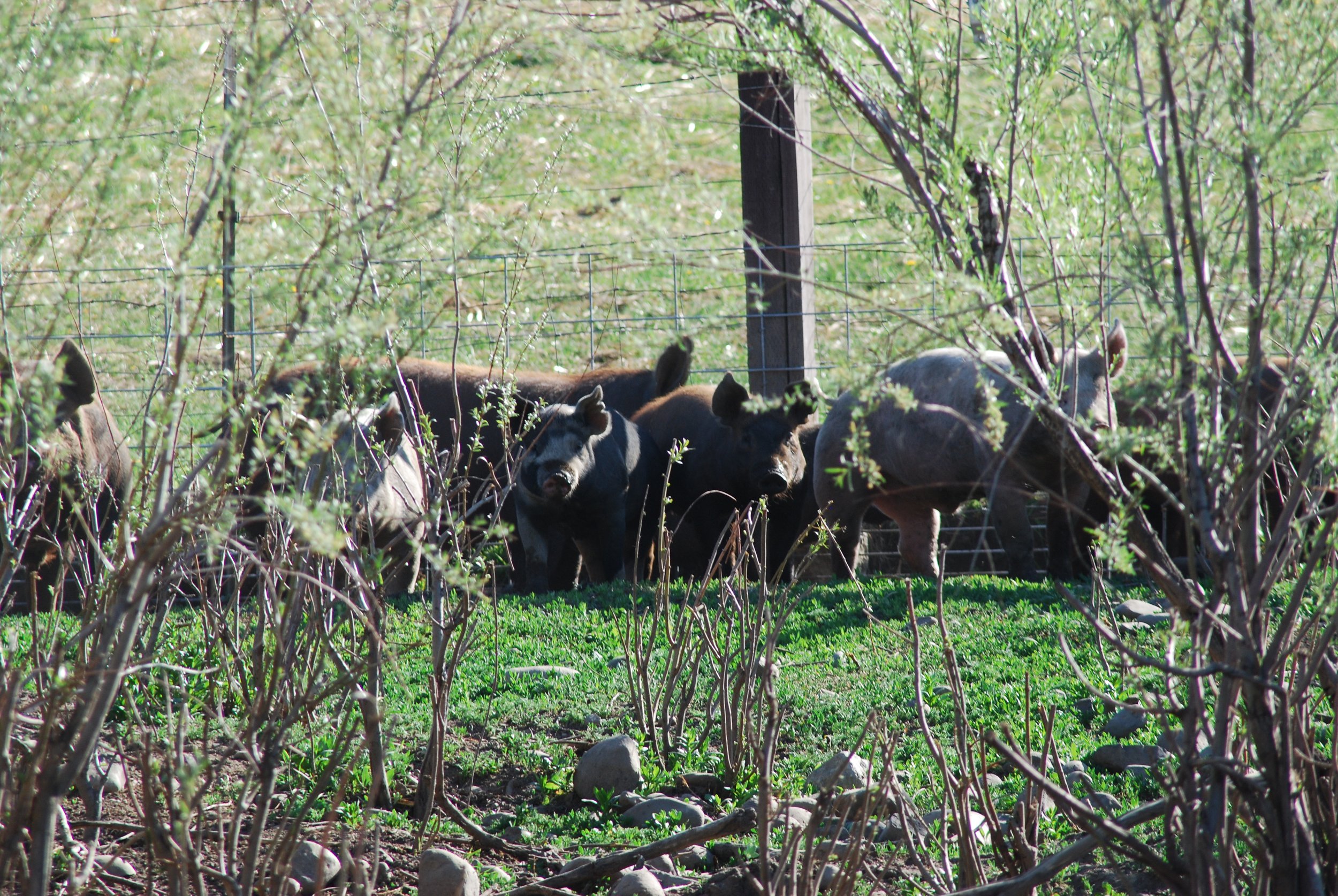 Pastured Berkshire Pigs