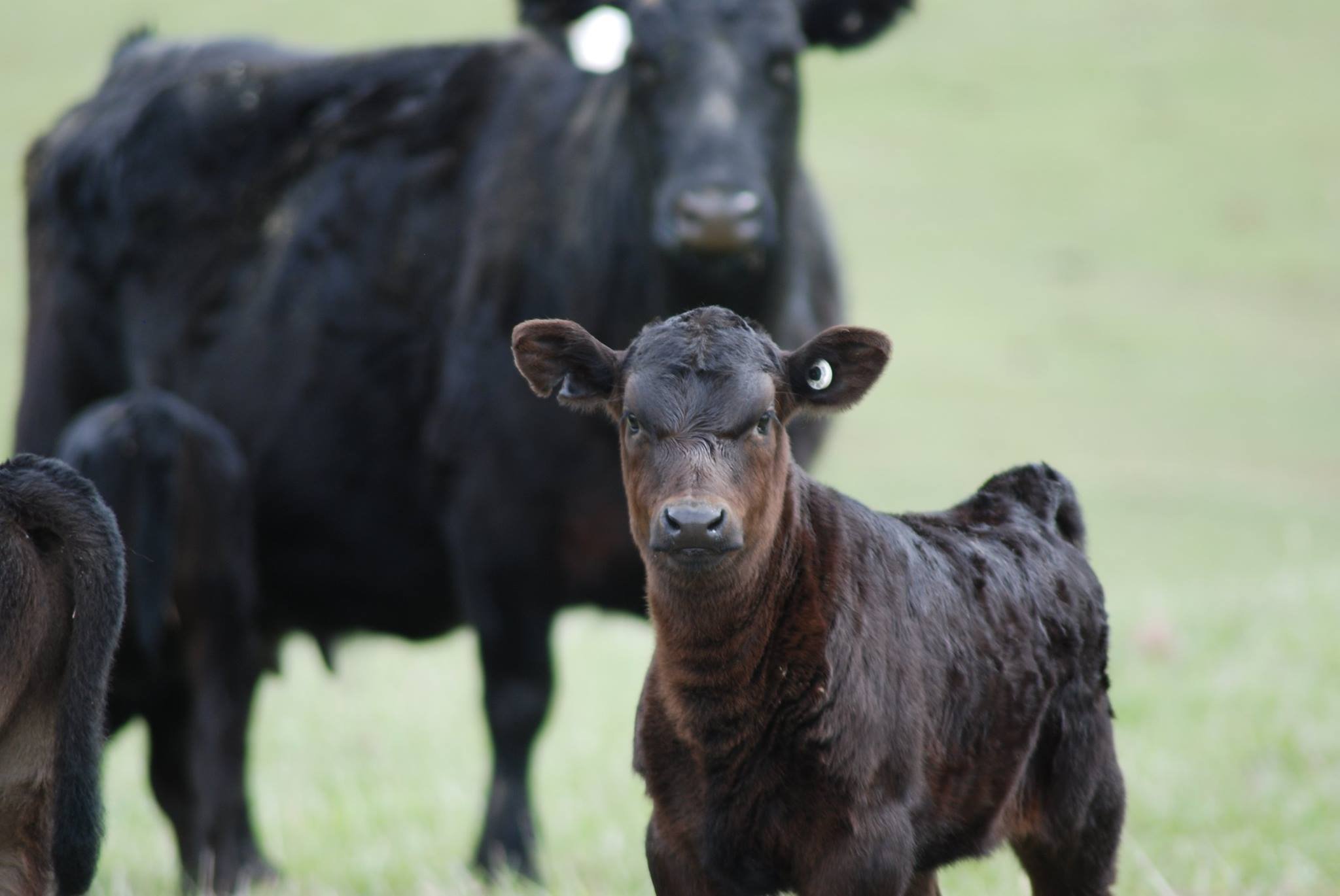 Grass Fed Wagyu Calf