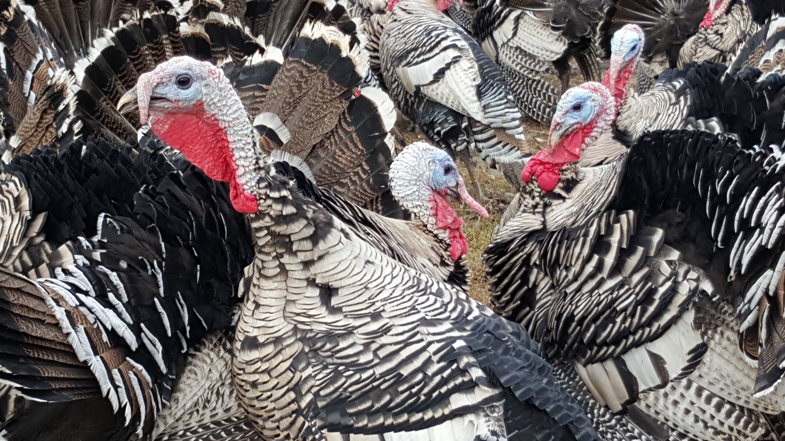 Narragansett Turkeys