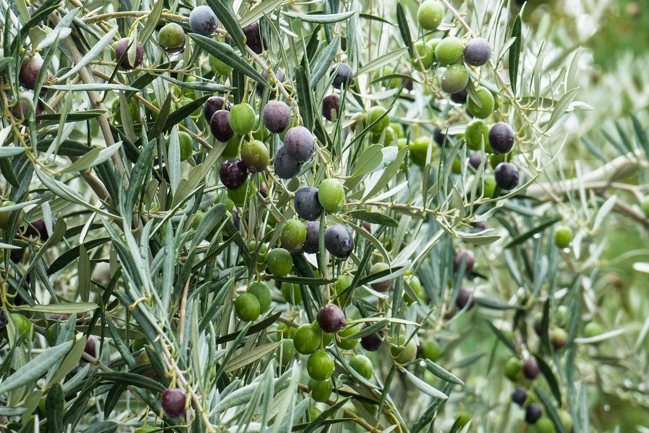 THE SYNERGY OF SUPERFOODS AND FIVE ELEMENT ACUPUNCTURE