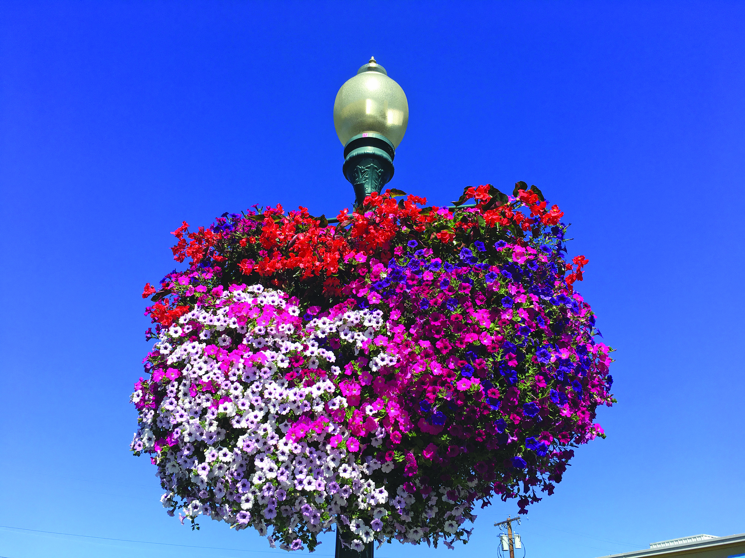 Sumner_HangingBaskets.jpg