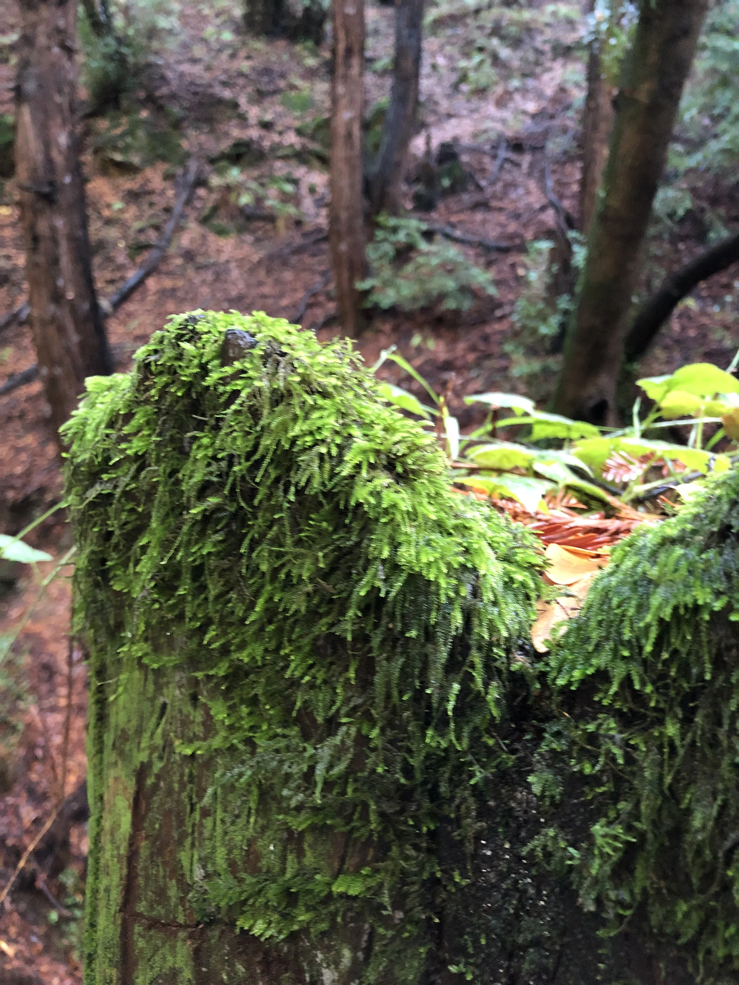 moss.jpeg