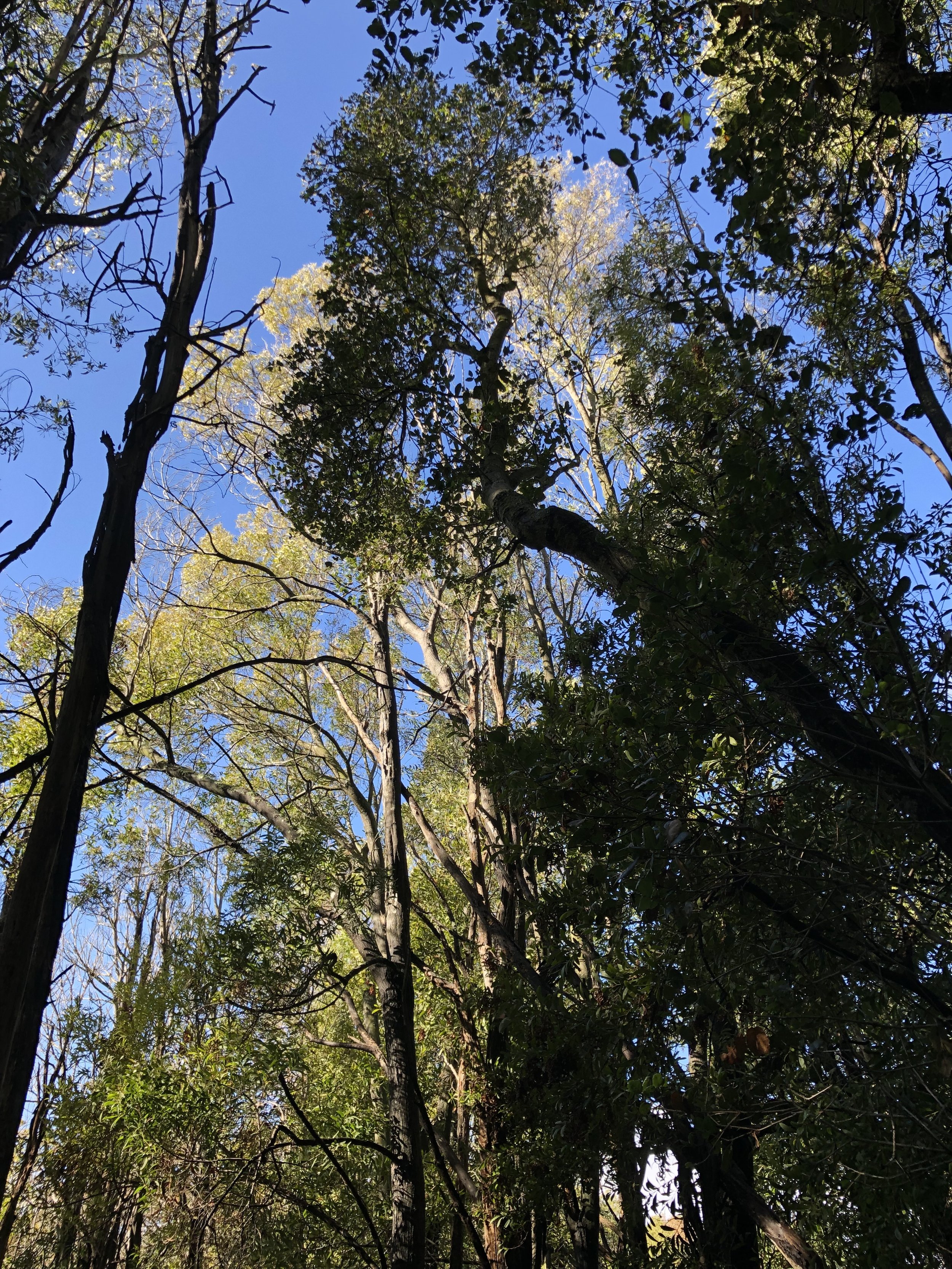 woods.jpeg