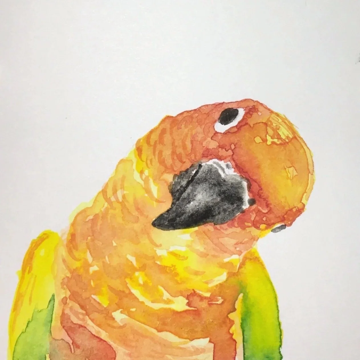 amanda+hinton+conure+copy.jpeg