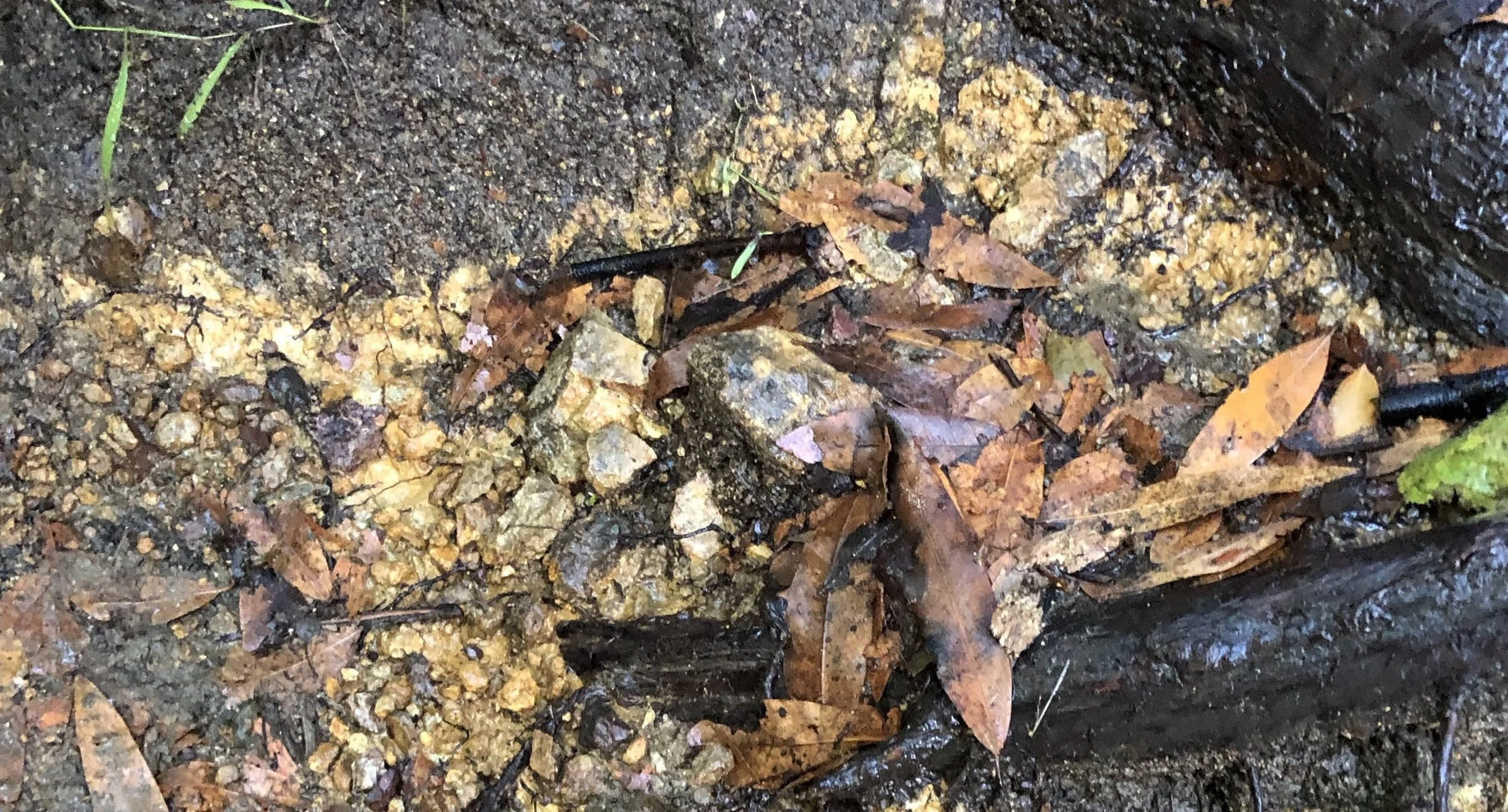 a vein of yellow ochre on the trail