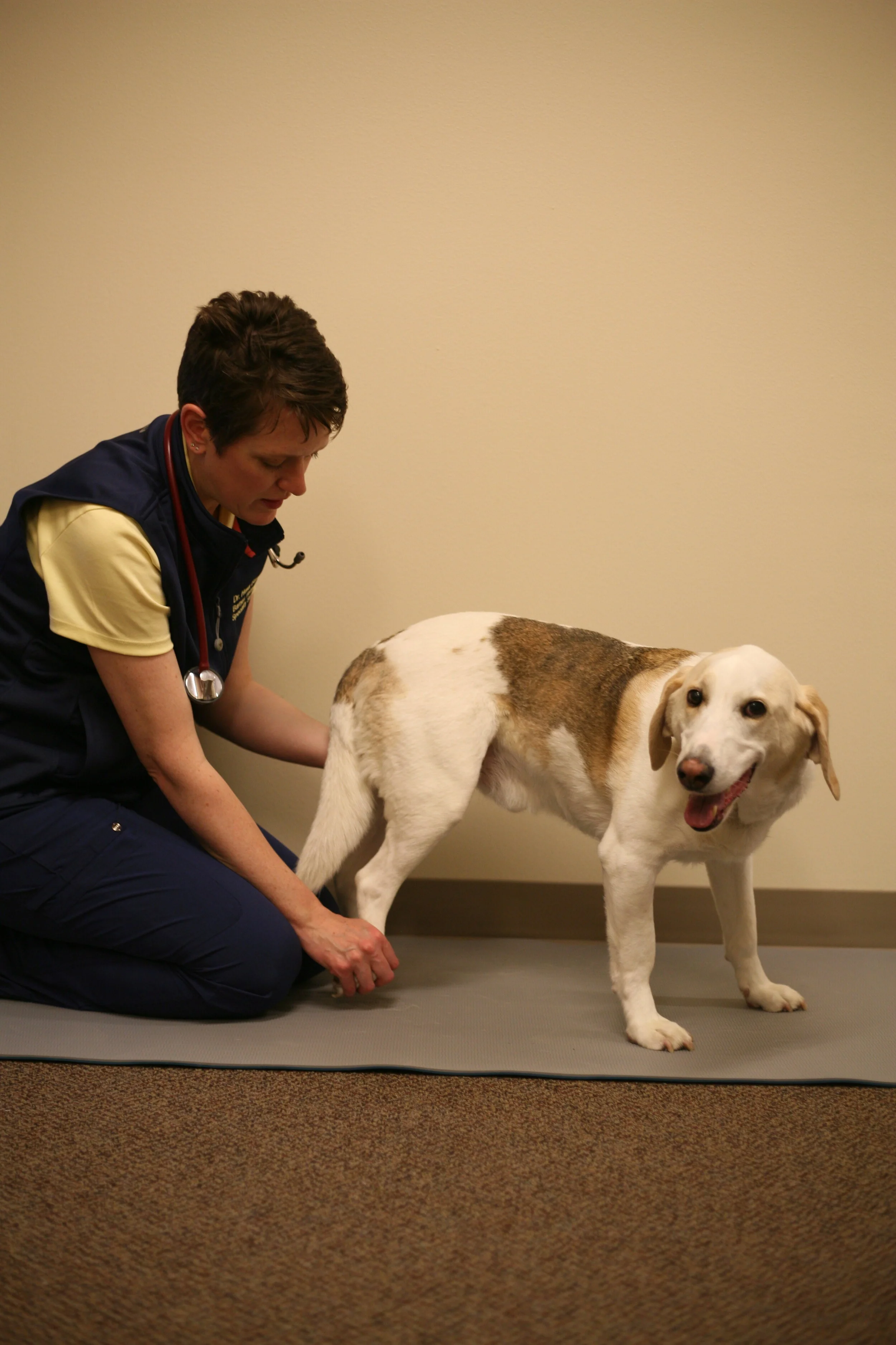 TidBit Tuesday 12.17.19: Degenerative Myelopathy