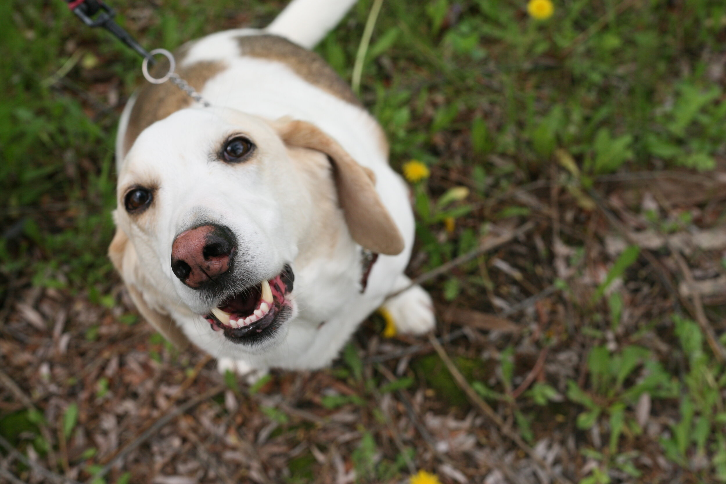 Seizures and Idiopathic Epilepsy