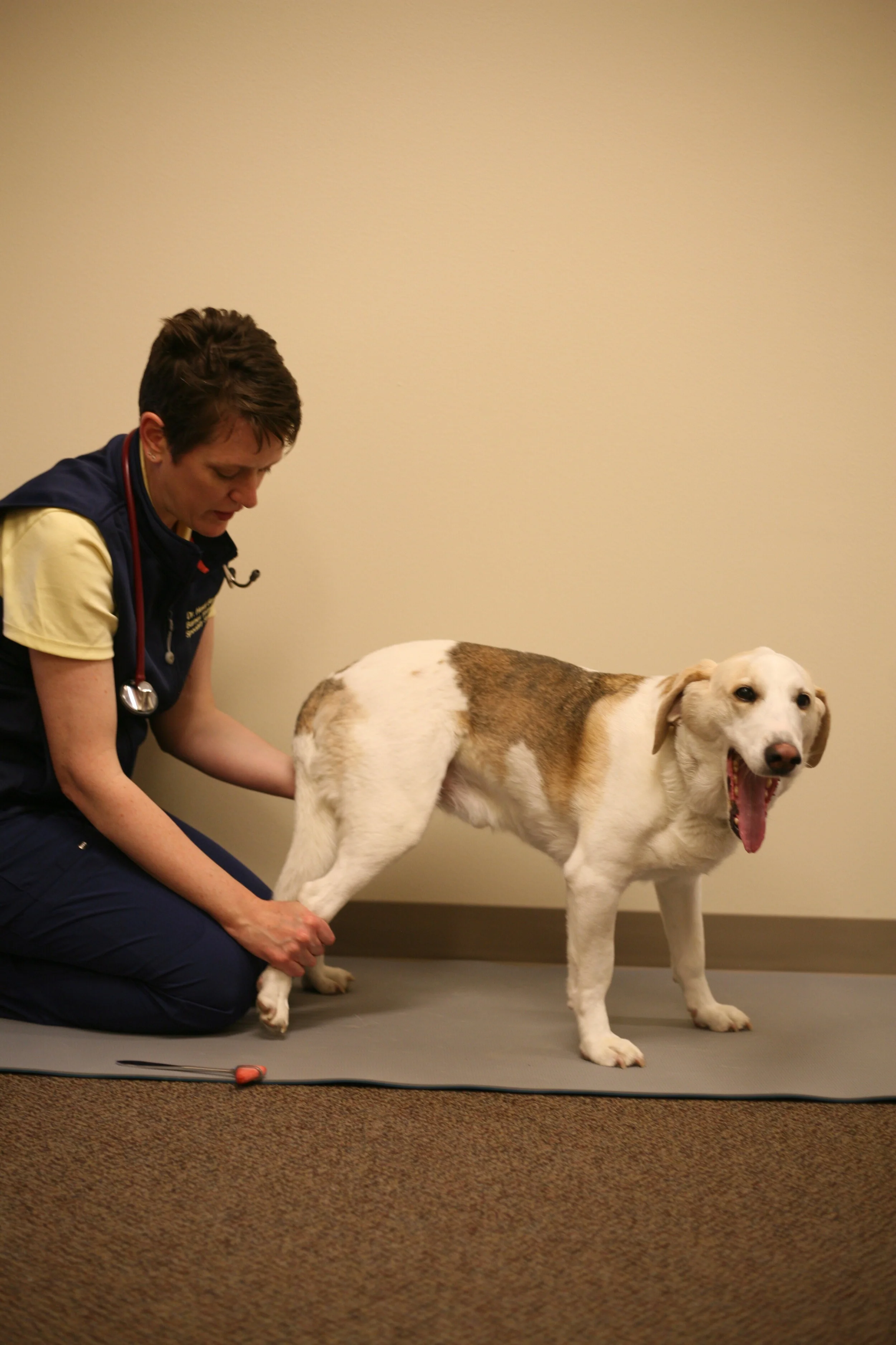 What every vet should ask about seizures