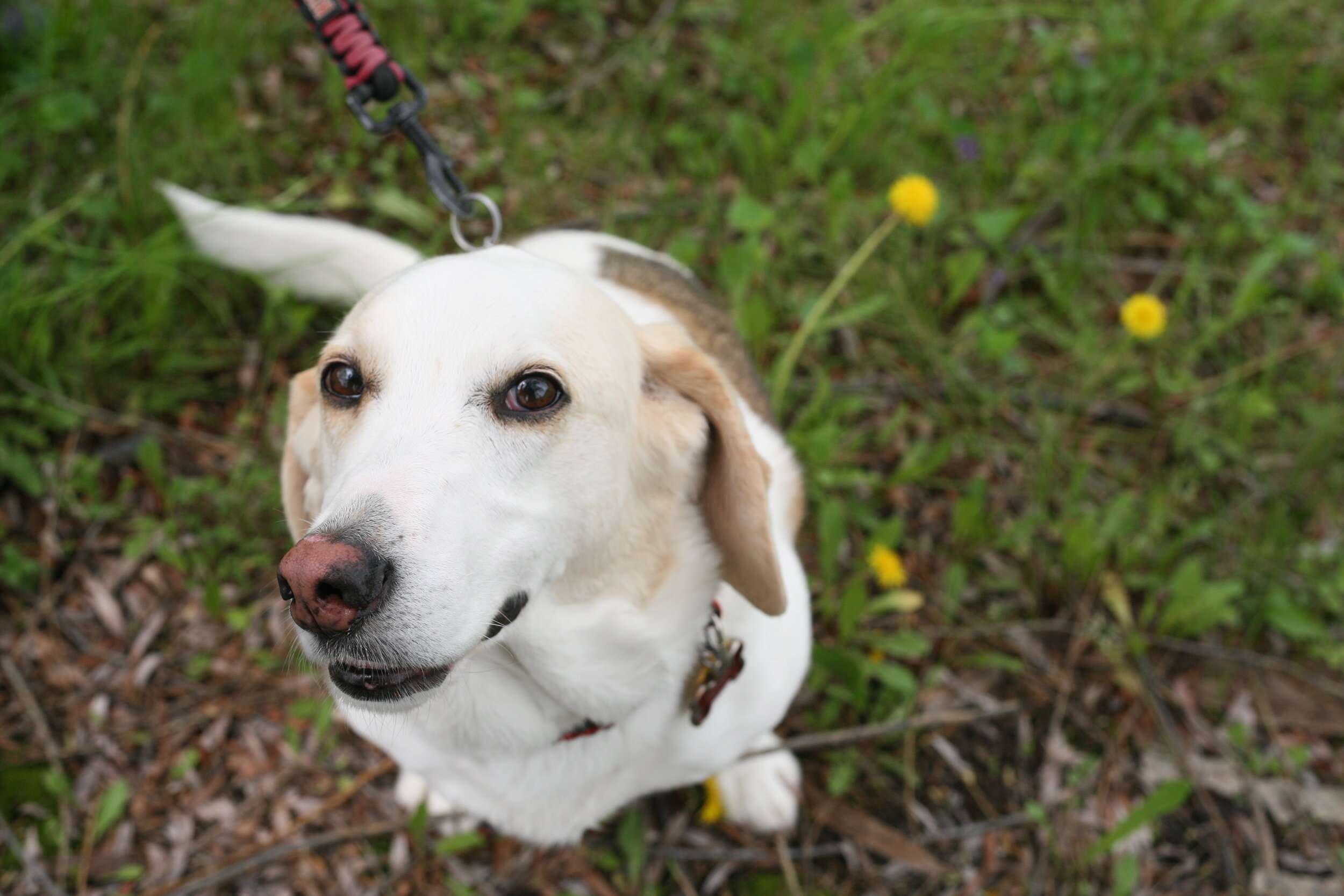 The Genetics of Disc Herniation