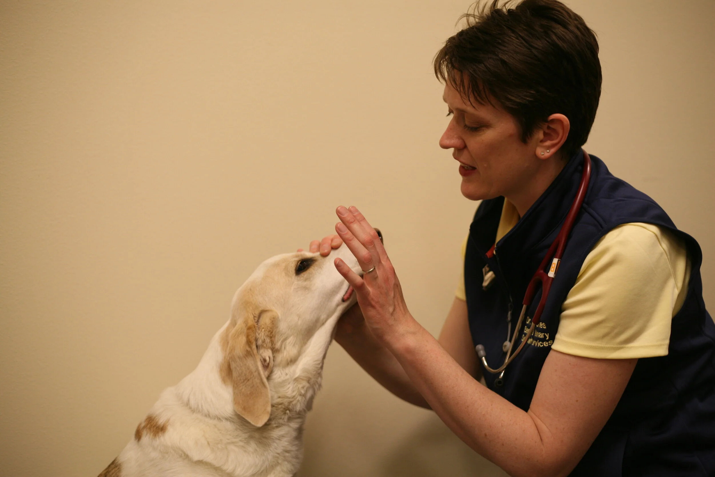 Are we any good at a neurologic exam when pets are vestibular?